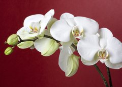 Samolepka flie 200 x 144, 12667683 - orchids