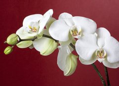 Fototapeta papr 254 x 184, 12667683 - orchids