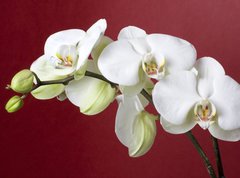 Samolepka flie 270 x 200, 12667683 - orchids