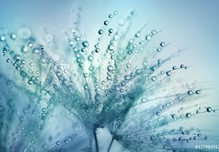 Fototapeta184 x 128  Dandelion Seeds in the drops of dew on a beautiful blurred background. Dandelions on a beautiful blue background. Drops of dew sparkle on the dandelion., 184 x 128 cm
