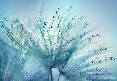 Fototapeta184 x 128  Dandelion Seeds in the drops of dew on a beautiful blurred background. Dandelions on a beautiful blue background. Drops of dew sparkle on the dandelion., 184 x 128 cm