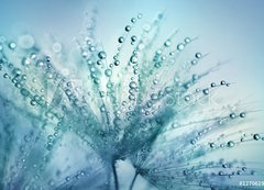 Fototapeta200 x 144  Dandelion Seeds in the drops of dew on a beautiful blurred background. Dandelions on a beautiful blue background. Drops of dew sparkle on the dandelion., 200 x 144 cm