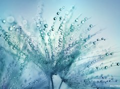 Fototapeta270 x 200  Dandelion Seeds in the drops of dew on a beautiful blurred background. Dandelions on a beautiful blue background. Drops of dew sparkle on the dandelion., 270 x 200 cm