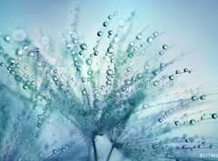 Fototapeta360 x 266  Dandelion Seeds in the drops of dew on a beautiful blurred background. Dandelions on a beautiful blue background. Drops of dew sparkle on the dandelion., 360 x 266 cm