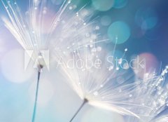 Fototapeta pltno 240 x 174, 127062041 - Dandelion Seeds in the drops of dew on a beautiful blurred background. Dandelions on a beautiful blue background. Drops of dew sparkle on the dandelion.
