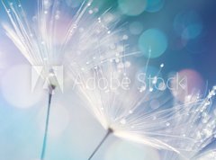 Samolepka flie 270 x 200, 127062041 - Dandelion Seeds in the drops of dew on a beautiful blurred background. Dandelions on a beautiful blue background. Drops of dew sparkle on the dandelion.
