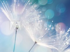 Fototapeta pltno 330 x 244, 127062041 - Dandelion Seeds in the drops of dew on a beautiful blurred background. Dandelions on a beautiful blue background. Drops of dew sparkle on the dandelion.