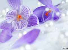 Samolepka flie 100 x 73, 12714876 - krokus eiszeit - Crocus Ice Age