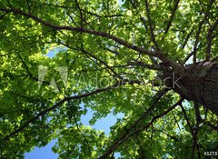 Fototapeta100 x 73  tree foliage, 100 x 73 cm