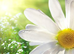Fototapeta papr 160 x 116, 12750735 - Wild daisy