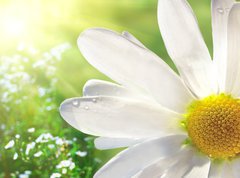 Samolepka flie 270 x 200, 12750735 - Wild daisy