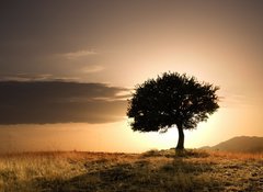 Fototapeta100 x 73  solitary oak tree in golden sunset, 100 x 73 cm