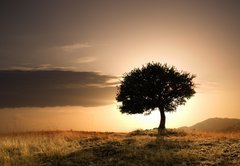 Samolepka flie 145 x 100, 12824329 - solitary oak tree in golden sunset