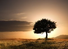 Fototapeta160 x 116  solitary oak tree in golden sunset, 160 x 116 cm