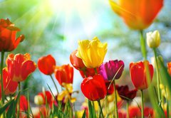 Samolepka flie 145 x 100, 12856836 - Tulips