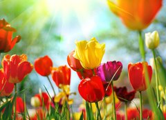 Fototapeta papr 254 x 184, 12856836 - Tulips