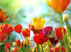 Fototapeta pltno 330 x 244, 12856836 - Tulips