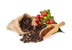 Fototapeta papr 184 x 128, 128629736 - coffee beans and red ripe coffee  on white background. - kvov zrna a erven zral kva na blm pozad.