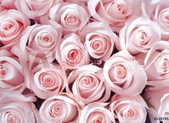 Samolepka flie 100 x 73, 128745282 - Pink roses as a background