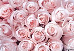 Samolepka flie 145 x 100, 128745282 - Pink roses as a background
