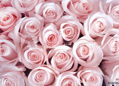 Fototapeta pltno 160 x 116, 128745282 - Pink roses as a background