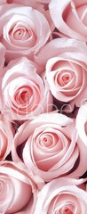 Samolepka na dvee flie 90 x 220  Pink roses as a background, 90 x 220 cm