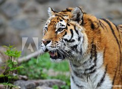 Fototapeta vliesov 100 x 73, 12988671 - Tiger