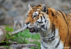 Fototapeta174 x 120  Tiger, 174 x 120 cm