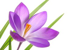 Samolepka flie 145 x 100, 13035765 - violet spring crocuses