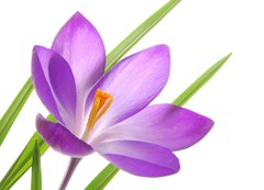 Samolepka flie 200 x 144, 13035765 - violet spring crocuses