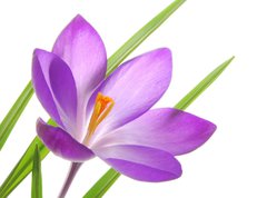 Samolepka flie 270 x 200  violet spring crocuses, 270 x 200 cm