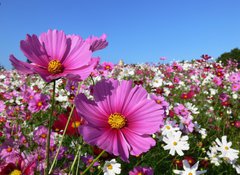 Samolepka flie 100 x 73, 13047845 - Pink cosmos