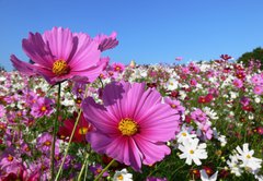 Fototapeta pltno 174 x 120, 13047845 - Pink cosmos