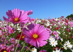 Fototapeta200 x 144  Pink cosmos, 200 x 144 cm