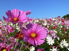 Fototapeta pltno 330 x 244, 13047845 - Pink cosmos