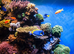 Samolepka flie 100 x 73, 131183702 - Tropical fishes on the coral reef