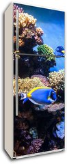 Samolepka na lednici flie 80 x 200, 131183702 - Tropical fishes on the coral reef