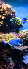 Samolepka na dvee flie 90 x 220, 131183702 - Tropical fishes on the coral reef