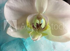Samolepka flie 100 x 73, 131453203 - Orchid - Orchidej