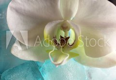 Fototapeta145 x 100  Orchid, 145 x 100 cm