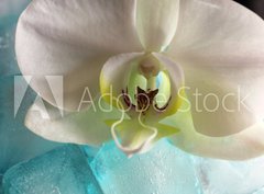 Fototapeta papír 360 x 266, 131453203 - Orchid - Orchidej