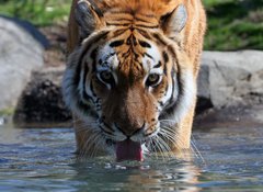 Samolepka flie 100 x 73, 13380875 - Drinking Siberian Tiger - Pt sibisk tygr