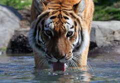 Fototapeta vliesov 145 x 100, 13380875 - Drinking Siberian Tiger