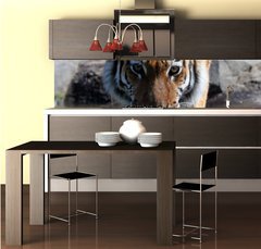 Fototapeta do kuchyn flie 260 x 60  Drinking Siberian Tiger, 260 x 60 cm