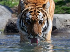 Samolepka flie 270 x 200, 13380875 - Drinking Siberian Tiger