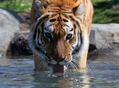 Fototapeta vliesov 270 x 200, 13380875 - Drinking Siberian Tiger