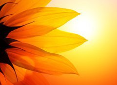 Fototapeta papr 160 x 116, 13410047 - Sunflower at sunset, closeup. - Slunenice pi zpadu slunce, detailn.