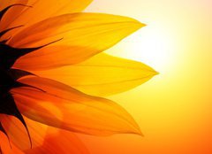 Fototapeta160 x 116  Sunflower at sunset, closeup., 160 x 116 cm