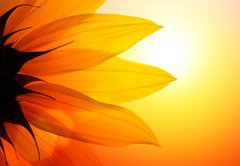 Fototapeta pltno 174 x 120, 13410047 - Sunflower at sunset, closeup.