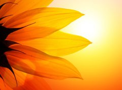 Fototapeta270 x 200  Sunflower at sunset, closeup., 270 x 200 cm